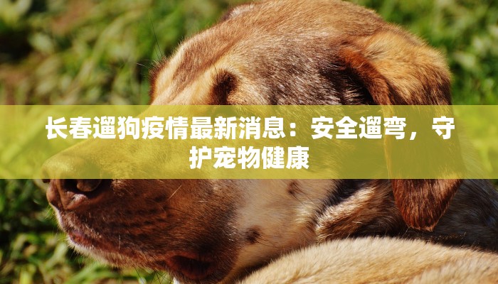 长春遛狗疫情最新消息：安全遛弯，守护宠物健康